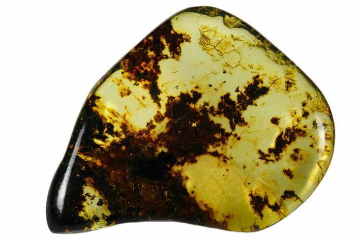 Polished Chiapas Amber ( g) - Mexico #114978